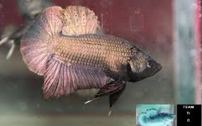 betta fish sinking :: vang bettas