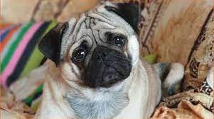 Il tuo cane di aspetta ogni sera, davanti alla porta, scodinzolando e pronto a darti tutto l'amore del mondo. Qglu8 C8lfp1vm