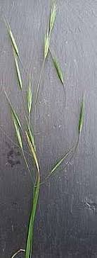 Livres et ebook d'aromathérapie, application mobile, mais aussi mes coups de coeur lecture tout en bas. Les Graminees