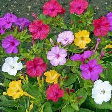Maybe you would like to learn more about one of these? Four O Clock Seeds Mixed Colors Flower Seeds In Packets Bulk Eden Brothers