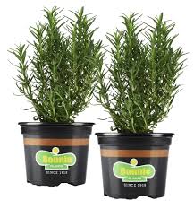 Check spelling or type a new query. Bonnie Plants Rosemary 25 Oz 2 Pack Walmart Com Walmart Com