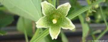 Image result for Cayaponia