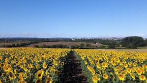 United kingdom's pick your own farms and pyo orchards for fruit, vegetables, pumpkins and more. Dazzling Yellow Pyo Sunflower Farms Near London Londonist