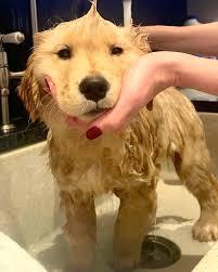 Our Sweet Josie with visions of treats dancing in her head! ❤️🎄