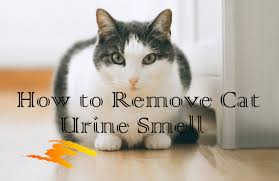home remes for cat urine odor removal