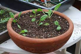 How To Grow Spinach In A Pot Growing Vegetables Planting Spinach Growing Spinach