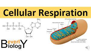Cellular Respiration (in detail) - YouTube