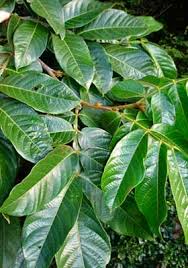 Be the first to review ice cream bean tree cancel reply. Inga Edulis New Zealand Plant Conservation Network