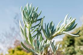 Image result for Senecio forbesii