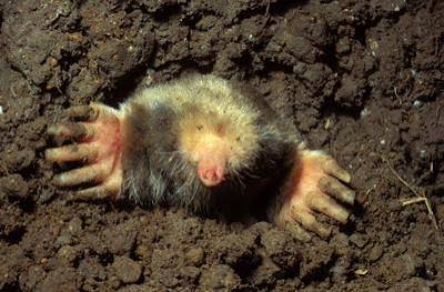 Conservation Corner: The “hole” story on moles | Lifestyles |  westnewsmagazine.com