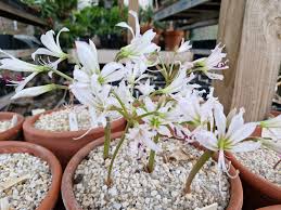 Image result for Streptocarpus hirticapsa