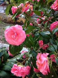 Camellia Japonica In Bloom Sometimes Called The Winter Rose Flowers Camellia Rose
