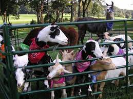 Zoos tourist information & attractions. Lollipop Pony Parties Long Island Ny Pony Rides And Petting Zoo Petting Zoo Party Pony Party Farm Themed Birthday Party