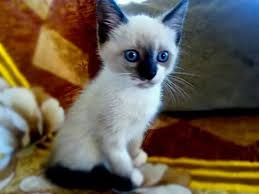 Kucing jantan populer sebagai hewan peliharaan di seluruh dunia karena tingkah lakunya yang gagah sekaligus menggemaskan. Nama Nama Untuk Kucing Siam 9 Foto Julukan Terkenal Dan Cantik Untuk Lelaki Dan Perempuan Baka Siam