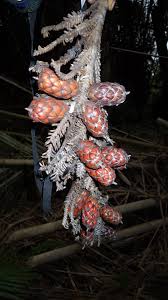 Image result for Raphia ruwenzorica