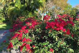 It will typically grow to approximately 20 feet over the first 20 years of its life. Flowering Trees Are Blooming In Florida