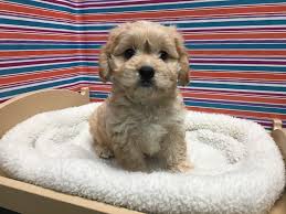 Cavachon puppies for sale east texas. Cavachon Puppies Petland San Antonio