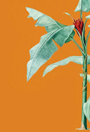 6th Annual Kips Bay Decorator Show House Palm Beach Journal by Kips Bay  Boys & Girls Club