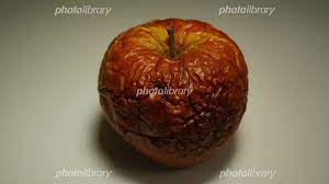 萎んだリンゴ 写真素材 [ 4414955 ] - フォトライブラリー photolibrary