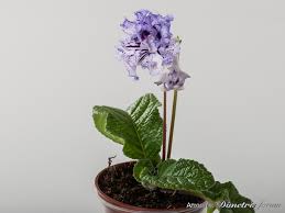 Image result for Streptocarpus goetzei
