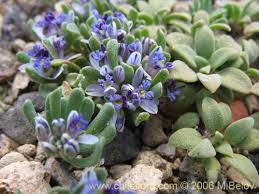 Image result for Polygala schinziana
