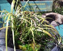 Image result for Vittaria elongata
