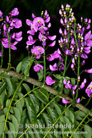 Image result for Lonchocarpus