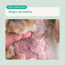 Image result for scrotum dog skin peeling