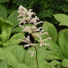 Image result for Searsia rogersii