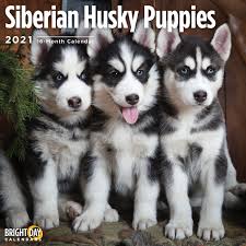 2021 Siberian Husky Puppies 12 X 12 Wall Calendar Cute Dog Walmart Com Walmart Com Art for kids hub (@artforkidshub) | twitter.