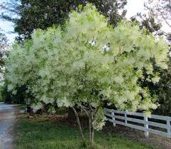 Image result for Chionanthus foveolatus