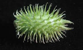 Image result for Xanthium strumarium