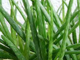 This truly is a plant with purpose! Aloe Vera Thin Leaves What S The Cause Ready To Diy