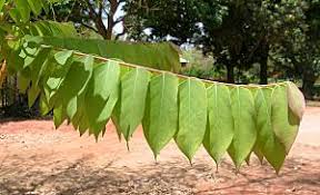 Image result for Phyllanthus paxii