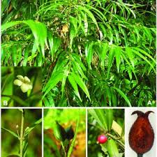 Image result for Polysphaeria lanceolata