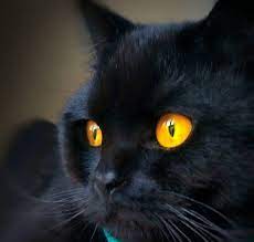 British Shorthair Negro Criador British Shorthair