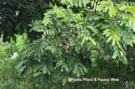 Image result for Aphanamixis