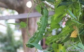 Image result for Psophocarpus