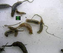 Cette catégorie vous propose un large choix de fils. L Eristale Ou Ver A Queue De Rat Eristalis Tenax Biologie Et Developpement