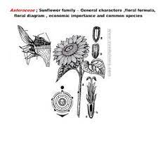Asteraceae Sunflower Family General Characters Floral Formula Diagram Economic Importance Dog Food Brands Crochet Blanket Vintage Raw Dog Food Recipes