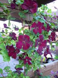 Check spelling or type a new query. Clematis Royal Velours Clematis Viticella Royal Velours Online Kaufen
