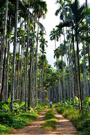 Here is the complete guidance on banana farming in india and starting a successful banana plantation. Banana Tree 1080p 2k 4k 5k Hd Wallpapers Free Download Wallpaper Flare