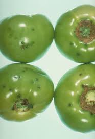 Image result for tomato seedling xanthomonas vesicatoria