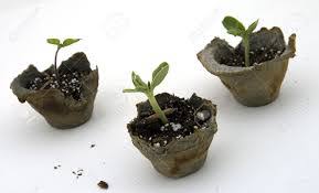 Dalam tempoh sebulan ni, dah 2 kali saya ambil daunnya. Another Tip To Share Kebun Tanam Tembikai Dalam Pasu Dan Menjala Ke Atas