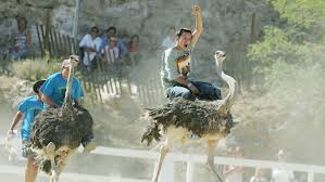 Since that time the races have occurred every year, and in 1987 the competition became international in scope when alice springs, australia, became virginia city's sister city. 60th Annual Camel And Ostrich Races Step Off