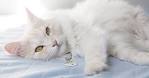 8 Fluffy Cat Breeds to Snuggle Up With | Purina