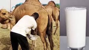 200 milk powder recipes | milk powder is a great substitute for whole milk in many recipes. Research Camel Milk Transformed In Powder Milk Will Be Cure Diseases à¤¶ à¤§ à¤Š à¤Ÿà¤¨ à¤• à¤¦ à¤§ à¤ª à¤‰à¤¡à¤° à¤® à¤¤à¤¬ à¤¦ à¤² à¤•à¤° à¤— à¤¬ à¤® à¤° à¤¯ à¤• à¤‡à¤² à¤œ