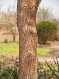 Image result for Terminalia stuhlmannii