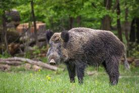 Wild boar wild boar's reclusive nature and fierce disposition have long made them a hunter's prize. Wild Boar Wikipedia