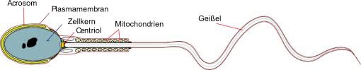 Die männlichen geschlechtsorgane werden wie die weiblichen geschlechtsorgane in äußere und innere geschlechtsorgane unterteilt. Freies Lehrbuch Biologie 08 05 Geschlechtsorgane Geschlechtshormone Und Der Weibliche Zyklus